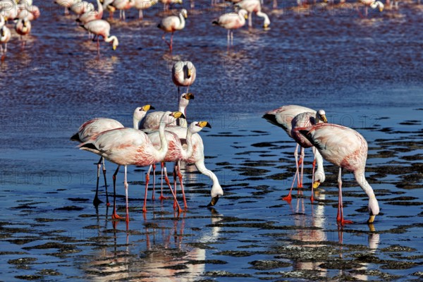 Flamingos move in the shallow, flat water of a lake while others stand still, The James flamingos