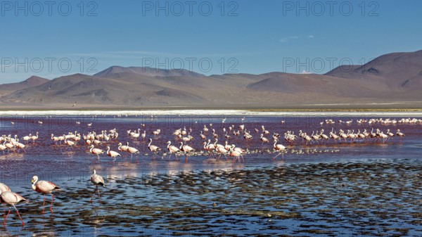 A large group of flamingos spread out over a wide, shallow lake in the Andes, the James flamingos