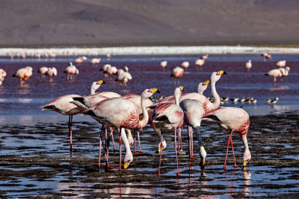 Flamingos stand in the shallow waters of a highland lake in the Andes, surrounded by mountains, The