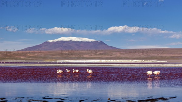 Snow-covered mountain in the background, flamingos in the water in the foreground, The James