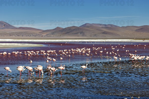 Flamingos in the lake with mountains in the background under a blue sky, The James flamingos in the