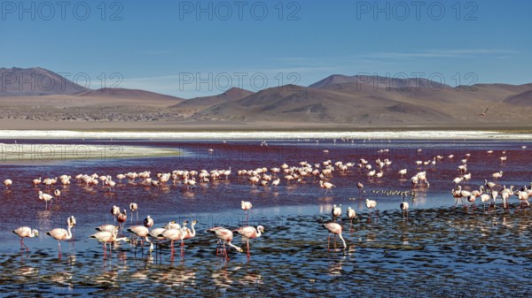 Many flamingos in a lake, surrounded by mountains under a clear blue sky, The James flamingos in
