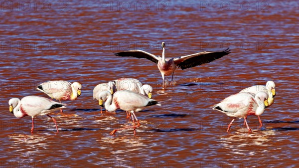 A group of flamingos in the water, one spreads its wings, The James flamingos in the Laguna