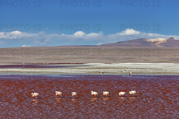 A group of flamingos stands in a red lagoon in front of a vast landscape, The James flamingos in