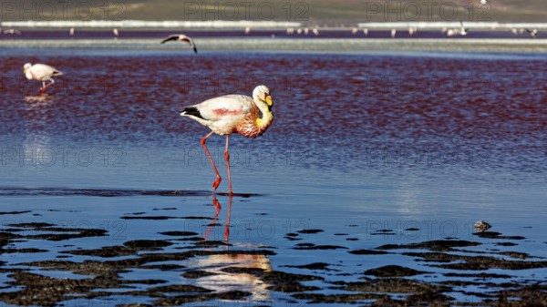 A lone flamingo stands with its reflection in the water, the background blurred, The James