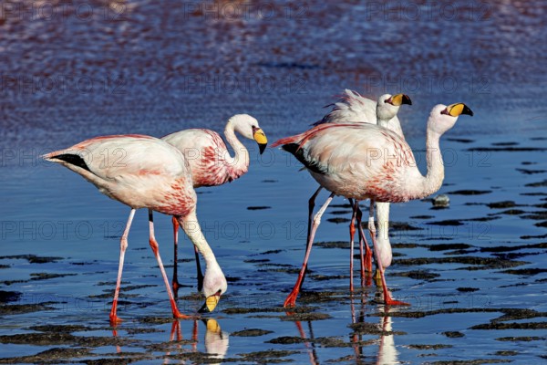 Three flamingos in the shallow water of a lake, their movements appear synchronised, The James