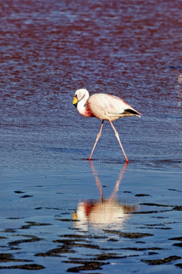 A solitary flamingo is reflected in the water of a calm lake in the Andes, The James flamingos in