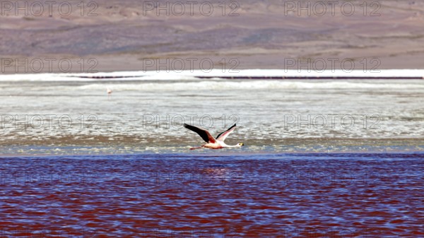 A flamingo flies over red water in front of a desert-like landscape, The James flamingos in the