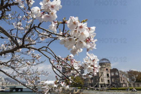 Branch with cherry blossoms, Sakura, behind it atomic bomb dome, Atomic Bomb Dome, ruins of the
