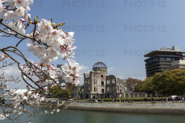Branch with cherry blossoms, Sakura, behind it atomic bomb dome, Atomic Bomb Dome, ruins of the