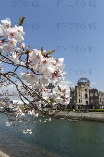 Branch with cherry blossoms, Sakura, behind it atomic bomb dome, Atomic Bomb Dome, ruins of the