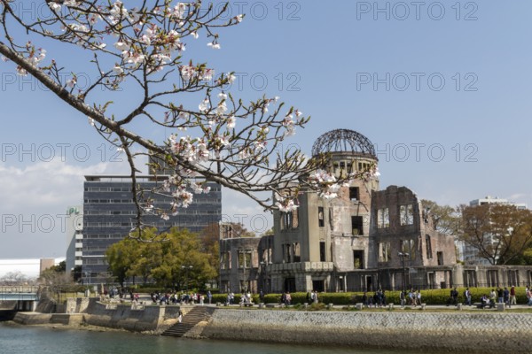 Branch with cherry blossoms, Sakura, behind it atomic bomb dome, Atomic Bomb Dome, ruins of the