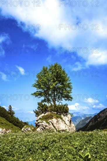 Single tree on a rock under a blue sky with white clouds in a picturesque landscape. Kleinwalsertal