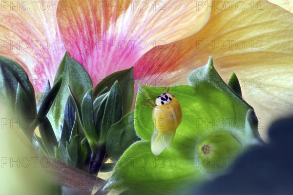 A newly hatched ladybird (Coccinellidae) dries its wings on a leaf in front of a large, pink-yellow