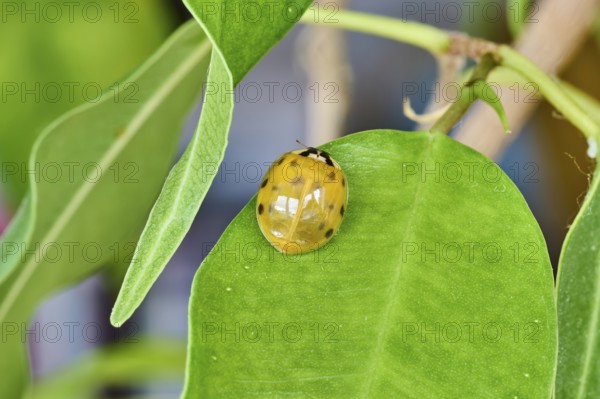 Close-up of a newly hatched ladybird (Coccinellidae) on a green leaf, Wismar,