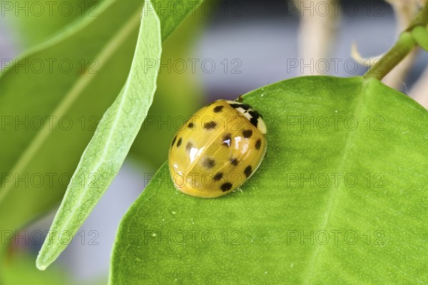 A yellow ladybird (Coccinellidae) lies on a green leaf in close-up, Wismar, Mecklenburg-Vorpommern,