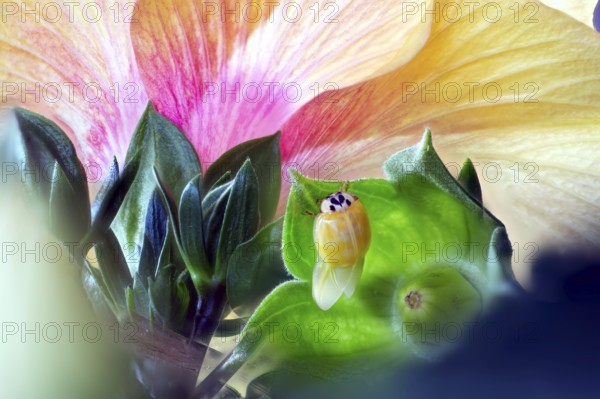 A newly hatched ladybird (Coccinellidae) dries its wings on a leaf in front of a large, brightly