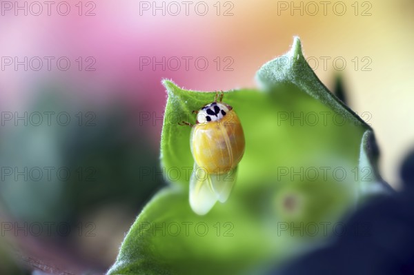 A newly hatched ladybird (Coccinellidae) drying its wings on a leaf in close-up with a blurred