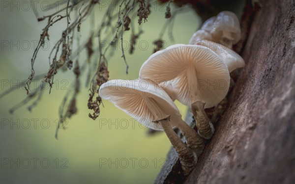 Beech slime mould (Oudemansiella mucida) in the city forest. Mönchbruch, Mörfelden, Groß-Gerau,