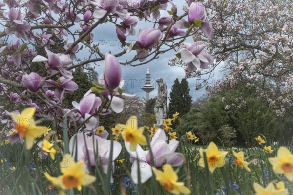 Spring blossoms and magnolias with a view of the Europaturm. Palmengarten Frankfurt am Main, Hesse,