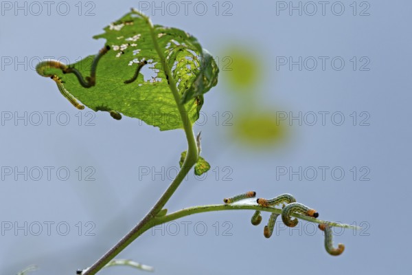 Leaf wasp larvae feeding on a willow leaf (Salix caprea), Sieversen, Rosengarten, Lower Saxony,