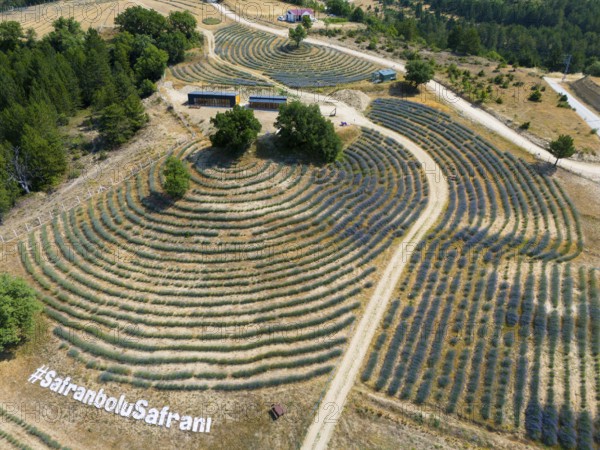Hilly landscape with undulating lavender and corn fields, photographed from above, aerial view,