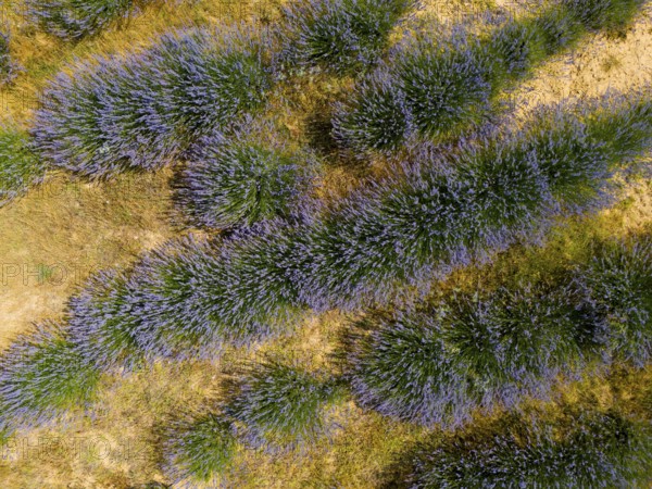 Close-up of lavender bushes showing the structure and colour of the plants, aerial view, Safranbolu