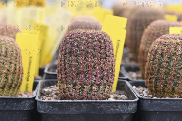 Small Echinocereus Rigidissimus subsp. Rubispinus cactus plants in pots. ALso called Arizona