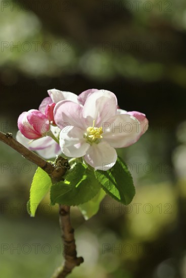 Apple blossoms (Malus), red still closed blossoms and white opened blossom with bokeh in the