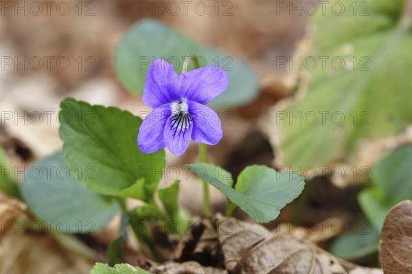 Grove violet (Viola riviniana), flower, in a beech forest, Wilnsdorf, North Rhine-Westphalia,