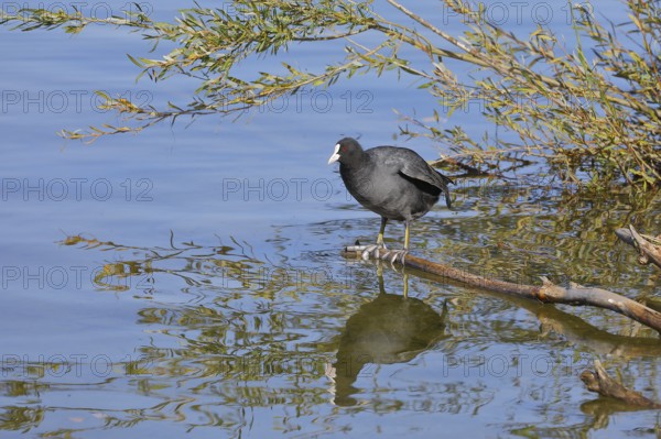 Eurasian Coot, coot rail, (Fulica atra), standing on a branch of a fallen tree on the lakeshore,