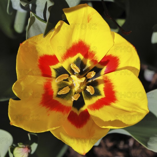 Tulip (Tulipa), red-yellow flower, pistil and stamens in a tulip calyx, Wilnsdorf, North