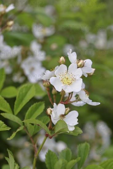 Bibernell rose (Rosa spinosissima L., syn.: Rosa pimpinellifolia L.), also called dune rose, earth