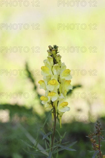 Common toadflax, also known as common toadflax, Chaenorhinum minus and lady's flax, (Linaria