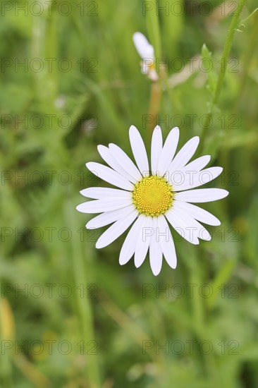 Daisy (Leucanthemum vulgare), flower in a meadow, close-up, macro, Wilnsdorf, North