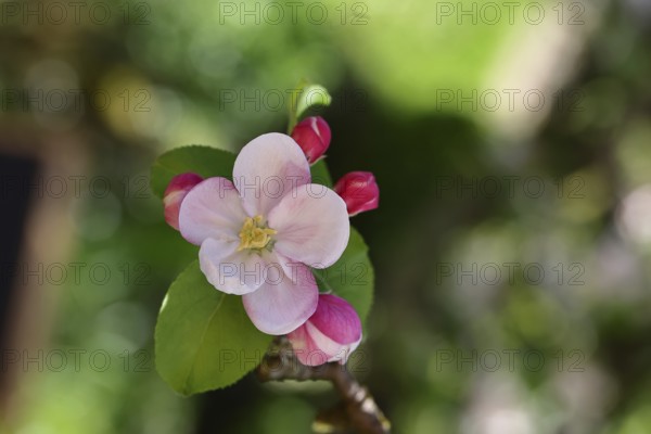 Apple blossoms (Malus), red still closed blossoms and white opened blossom with bokeh in the