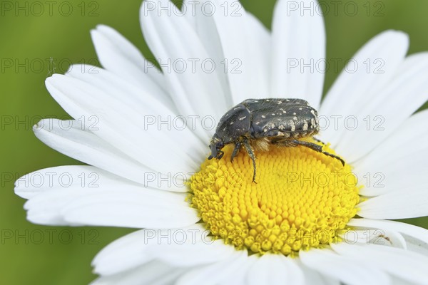 Rose chafer (Cetonia aurata), on a flower of a daisy (Leucanthemum vulgare) in a meadow, close-up,