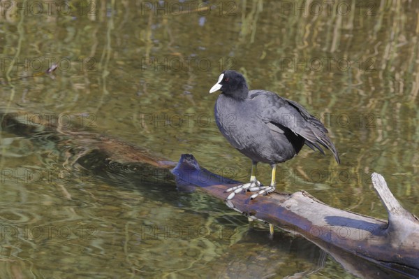 Eurasian Coot, coot rail, (Fulica atra), standing on a branch of a fallen tree on the lakeshore,