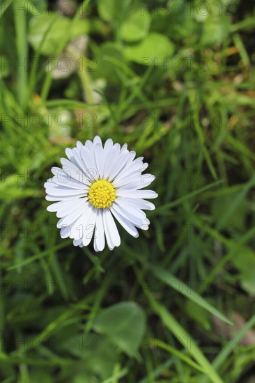 Daisy (Bellis perennis), flower on a lawn in a garden, Wilnsdorf, North Rhine-Westphalia, Germany