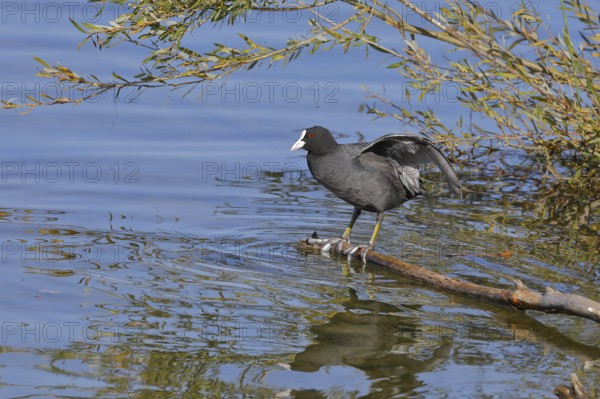 Eurasian Coot, coot rail, (Fulica atra), standing on a branch of a fallen tree on the lakeshore,