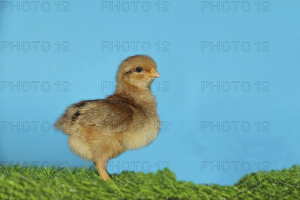 Domestic fowl (Gallus gallus domesticus), freshly hatched, chicken chick standing on grass,
