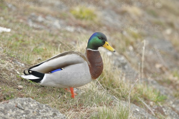Mallard (Anas platyrhynchos), male, drake, standing on a slope on the lakeshore, Chiemsee, Prien,