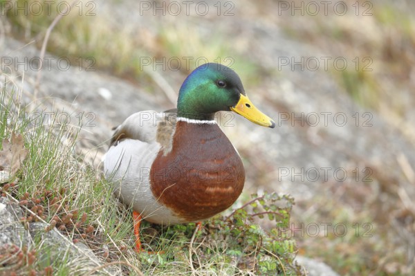 Mallard (Anas platyrhynchos), male, drake, standing on a slope on the lakeshore, Chiemsee, Prien,