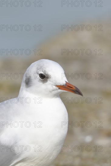 Black-headed Black-headed Gull (Chroicocephalus ridibundus), animal portrait, Lake Chiemsee, Prien,