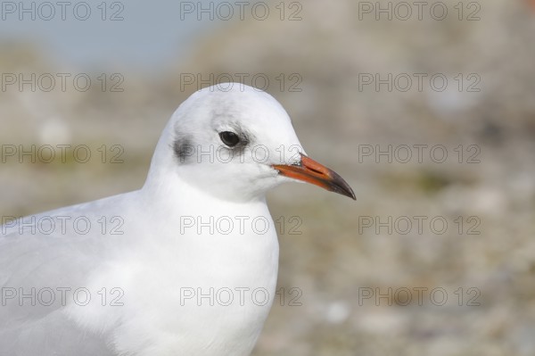 Black-headed Black-headed Gull (Chroicocephalus ridibundus), animal portrait, Lake Chiemsee, Prien,