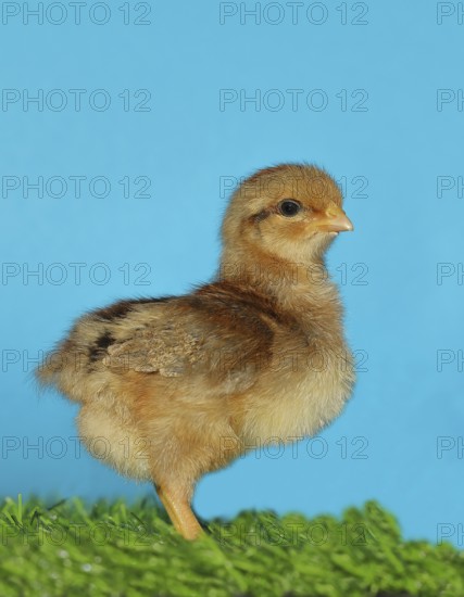 Domestic fowl (Gallus gallus domesticus), freshly hatched, chicken chick standing on grass,