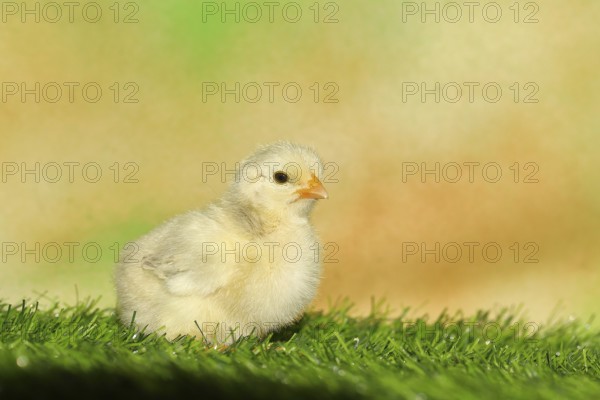 Domestic fowl (Gallus gallus domesticus), freshly hatched, chicken chick standing on grass,