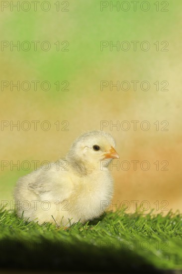 Domestic fowl (Gallus gallus domesticus), freshly hatched, chicken chick standing on grass,