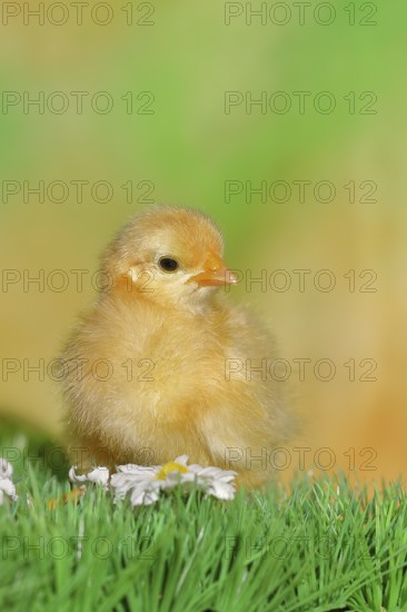 Domestic fowl (Gallus gallus domesticus), freshly hatched, chicken chick standing on grass,