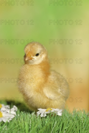 Domestic fowl (Gallus gallus domesticus), freshly hatched, chicken chick standing on grass,